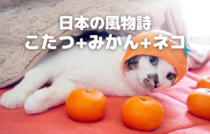 日本の風物詩 こたつ＋みかん＋ネコ