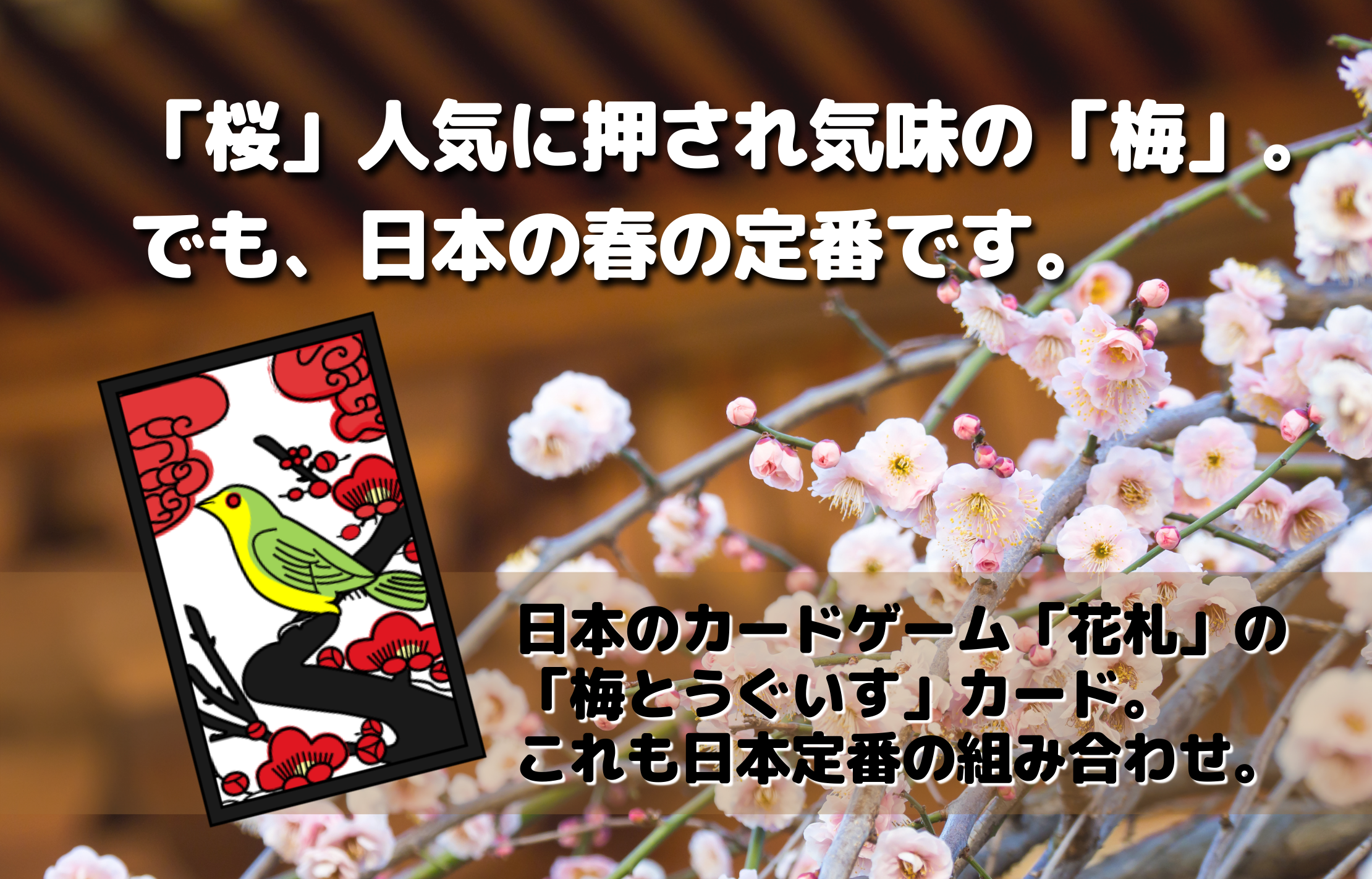 「桜」人気に押され気味の「梅」でも、日本の春の定番です。