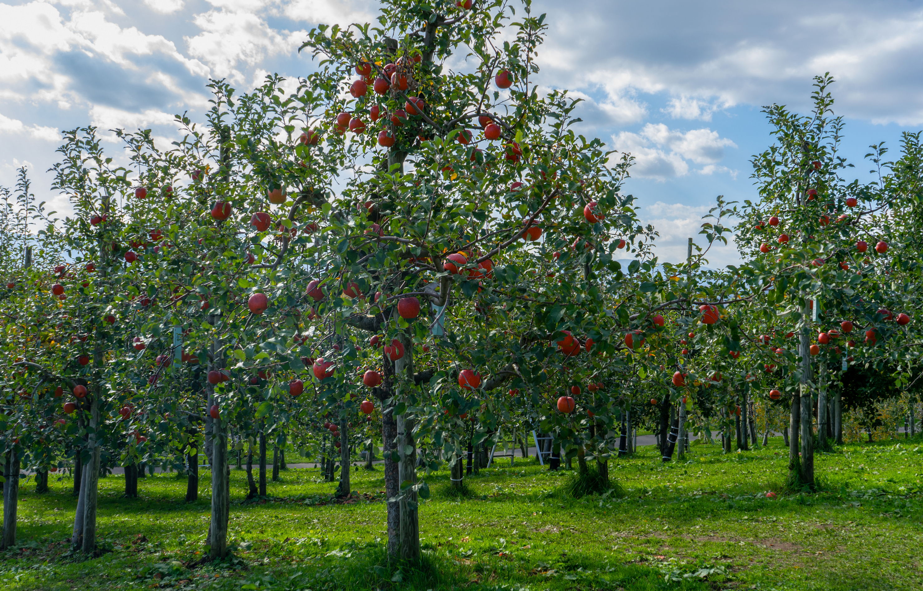 弘前市にある「弘前市りんご公園」
